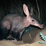 Aardvark Aardvark