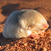Golden mole. Photo © G. Rathbun, California Academy of Sciences Golden mole