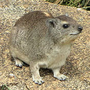 Hyraxes Hyrax
