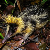 Tenrecs Tenrec